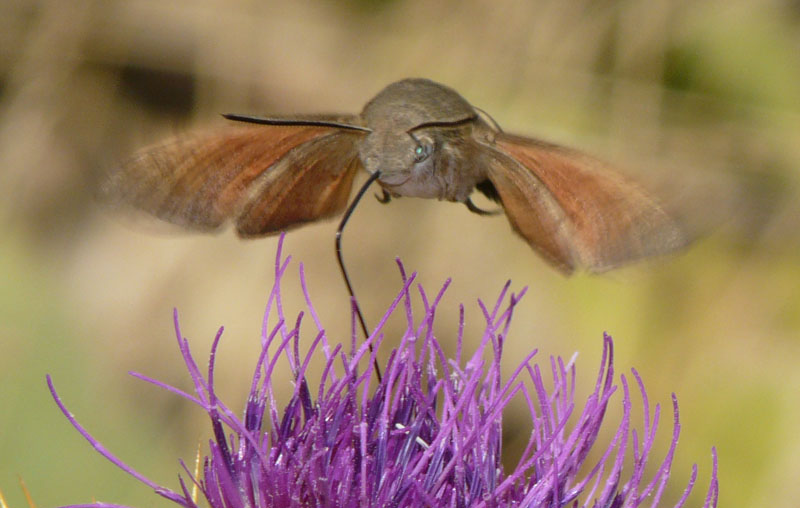 Macroglussum stellatarum, sfinge dagli occhi verdi